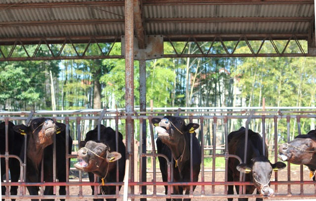令和4年 飼料費高騰が影響 肉用牛生産費子牛は15%増81万円